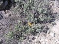 Halimium halimifolium